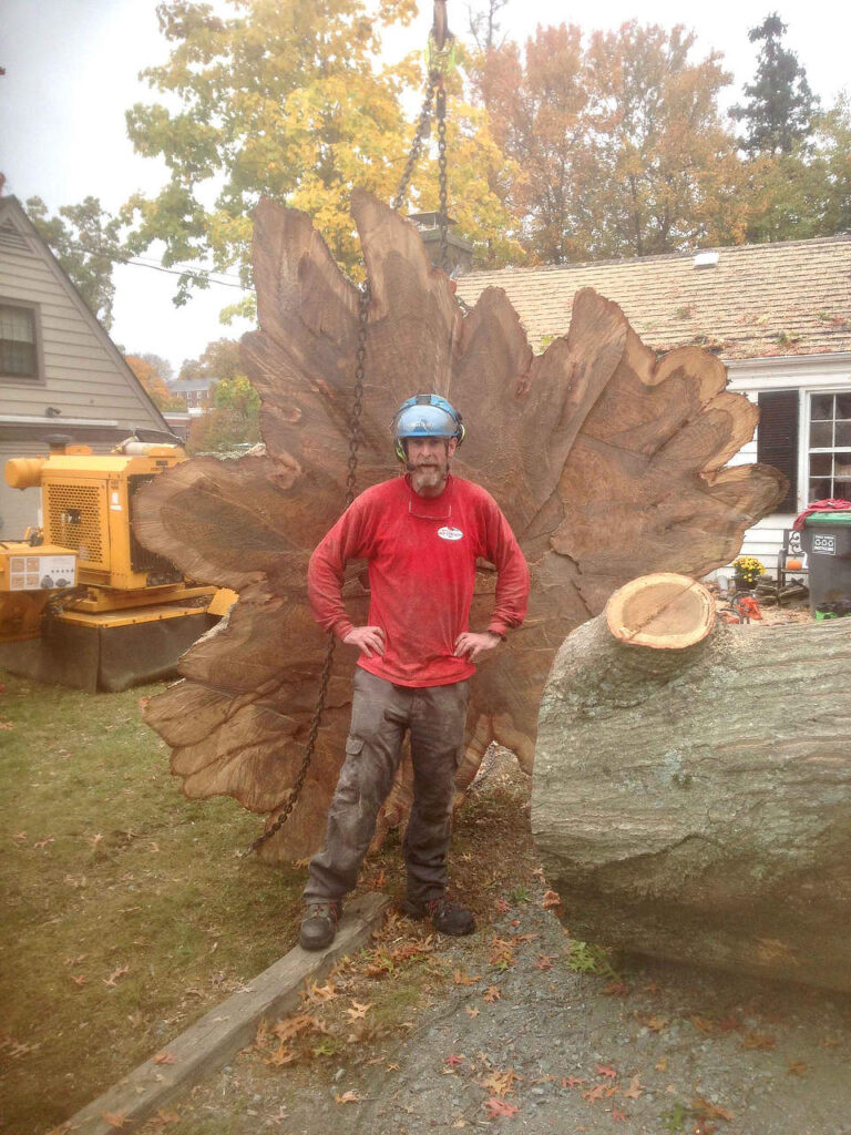 Tree Care Services in Albemarle County and Charlottesville