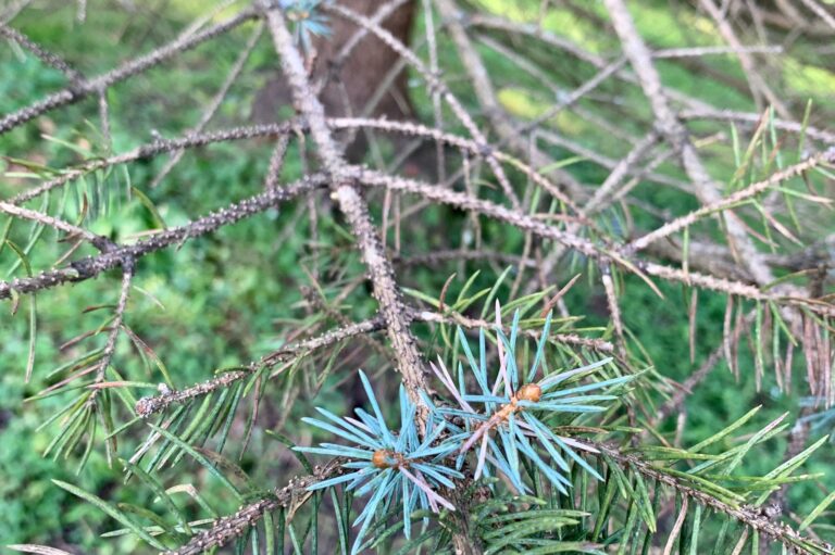 The Reason Why Blue Spruce Trees are Dying in Charlottesville, VA
