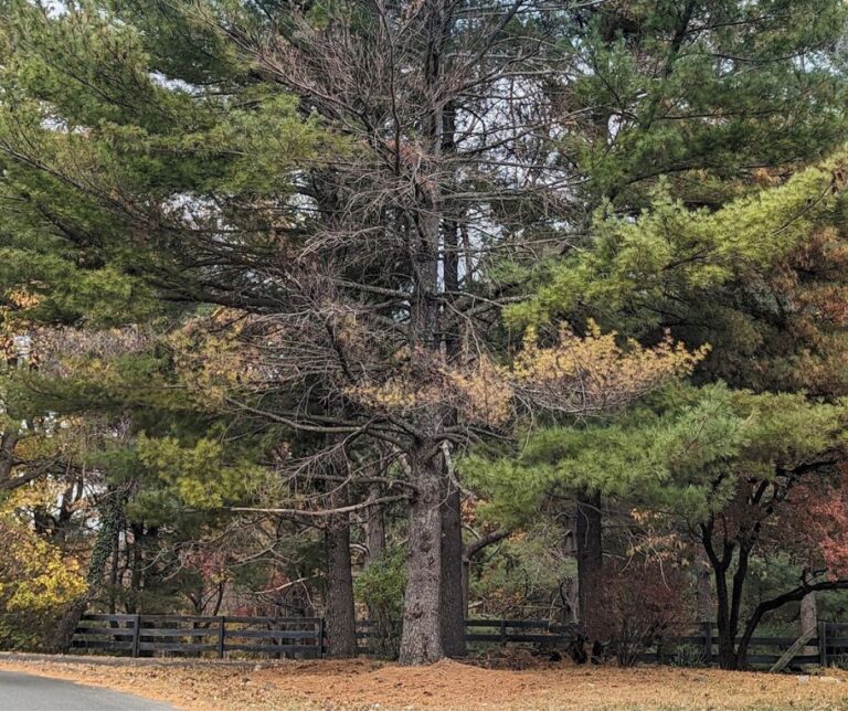 Why is My Pine Tree Turning Brown? Common Issues in Charlottesville, VA