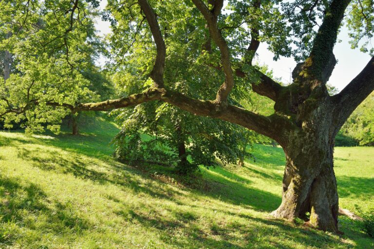 A Common Oak Tree Disease in Charlottesville, VA