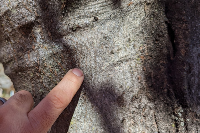 Understanding Gloomy Scale on Maple Trees around Charlottesville, VA