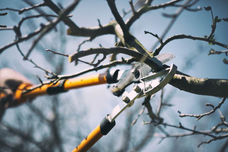 When Should I Prune My Trees? A Guide for Charlottesville Homeowners